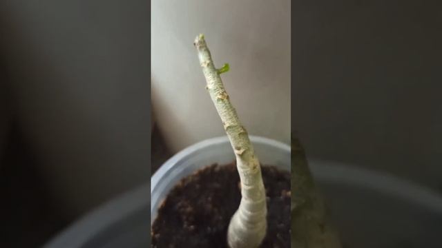 БАРМАТУХА - очень сильный стимулятор роста. Наблюдени смотреть онлайн