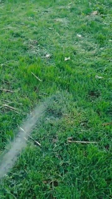 Прошло 18 дней. Дикая посадка тыквы в целину! #деревня #п смотреть онлайн