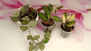 Как быстро укореняются хойи лакуноза супер эскимо, тсанги и валлиниана