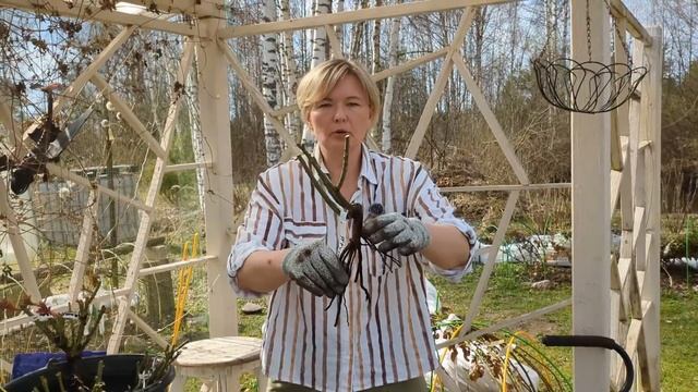 ПОСАДКА РОЗ С ОТКРЫТЫМ КОРНЕМ. Как посадишь, так и зацв