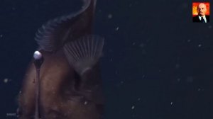 Рыба Удильщик - Монстр из морских глубин. Морской чёрт. Глубоководное чудовище