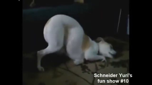 Смешные животные! Нарезка полный РЖАЧ!!! смотреть онлайн