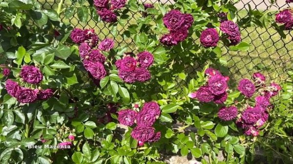 Троянда Блю маджента || Rose Bleu magenta 🌹