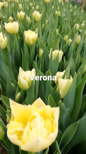 цветы тюльпаны