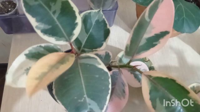 Фикусы. Результаты укоренения.