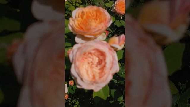 Головокружительно прекрасная роза Шарль де Нерво🥰🌹 смотреть онлайн