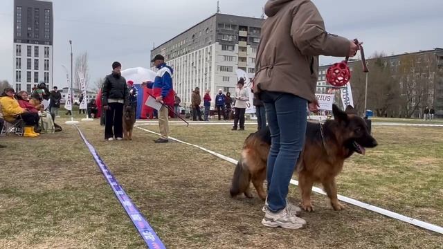 РАБОЧИЙ СУКИ ДШ / КЧК КЕМЕРОВО 4 мая`25 И.Ширан Моно немецких овчарок