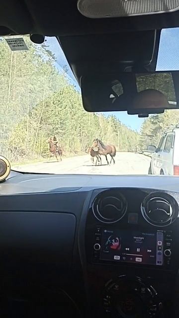 Лошади смотреть онлайн