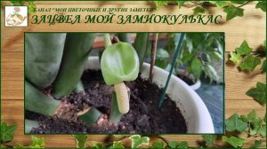 Цветет мой замиокулькас (долларовое дерево)