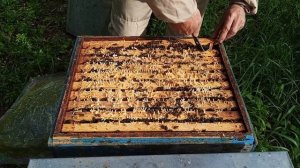 Что с майским мёдом?