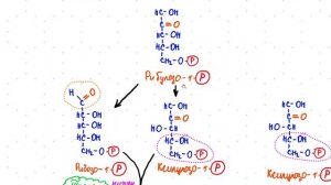 ПЕНТОЗОФОСФАТНЫЙ ПУТЬ за 12 МИНУТ! // На Биохимическом