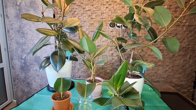 Способы укоренения каучуконосных фикусов. Эффективно