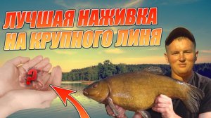 Супер наживка на ЛИНЯ. Как и на что ловить ЛИНЯ
