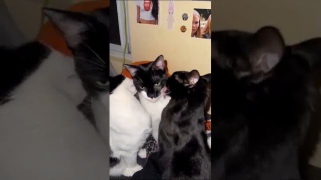 КОШАЧИЙ АНТИДЕПРЕССАНТ -2 #смехпродлеваетжизнь