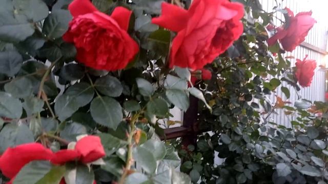 18 ноября 2024 г.