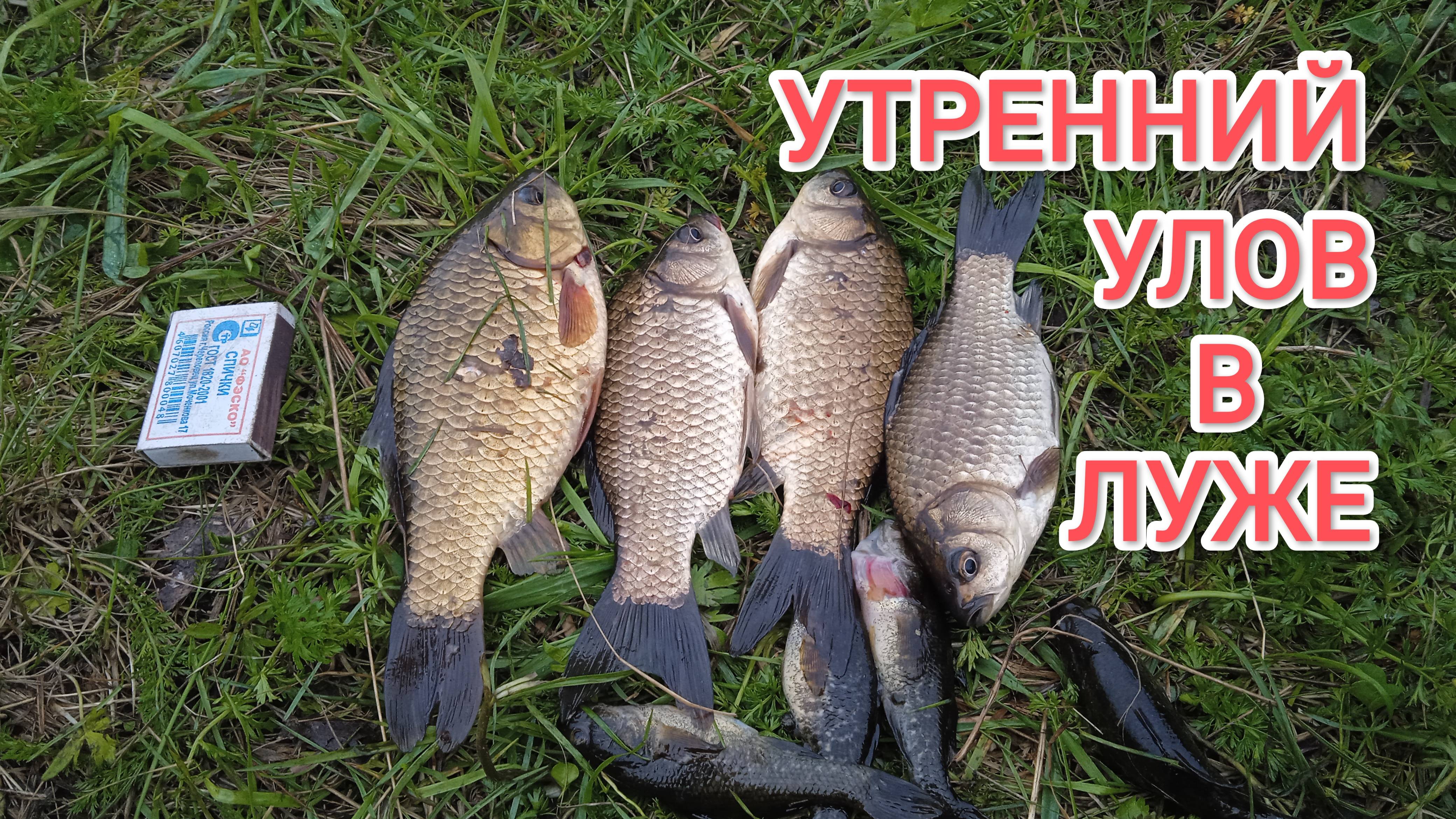 Я не ожидал что в этой луже есть рыба Неожиданный улов Рыбалка в Сибири смотреть онлайн