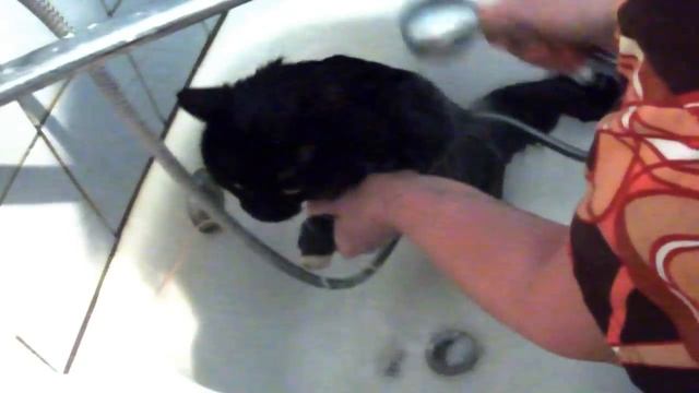кота моют смотреть онлайн