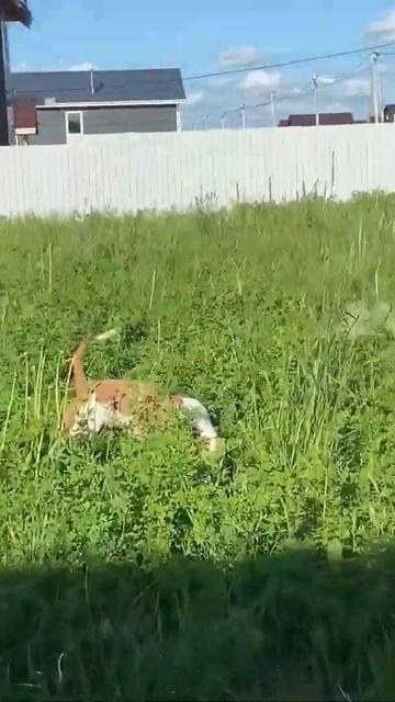 Стаффорд на охоте #shorts #staff #amstaff смотреть онлайн