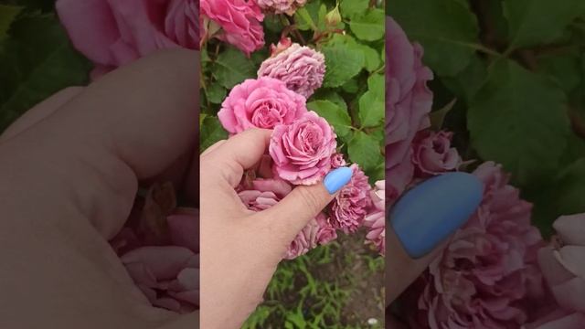 Мой сад. Роза Агнес Шилингер.