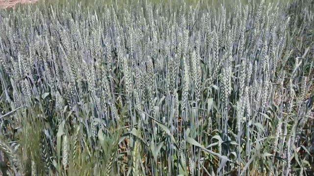 Озимая пшеница . Одесский селекционный институт смотреть онлайн