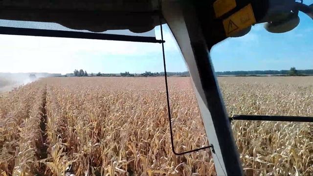 Про озимую пшеницу🌾и кукурузу🌽