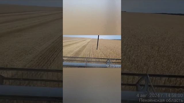 Начали уборку яровой пщеницы