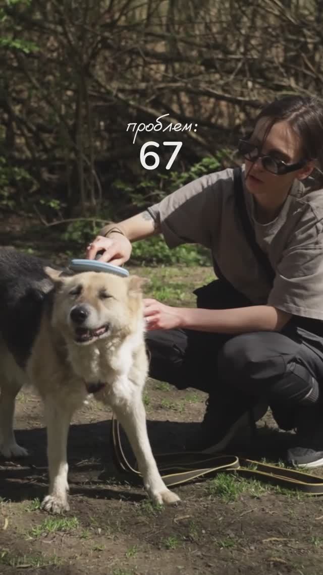 Собака рядом — и сразу день прекрасен! смотреть онлайн