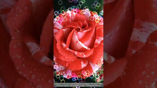 Как хороши ,как свежи были розы🌹🌹🌹 #shorts смотреть онлайн