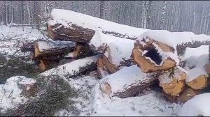 Отзыв о работе бензопилы ZimAni 365PRO (Husqvarna 365)