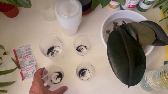 Фикус гулини сувда кўпайтириш. Тез илдиз чиқиши учун с