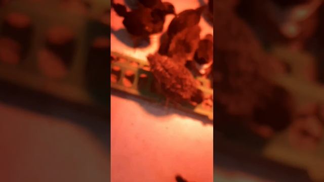 вынесла цветы на веранду. Традисканция. Смотрю #мукбан