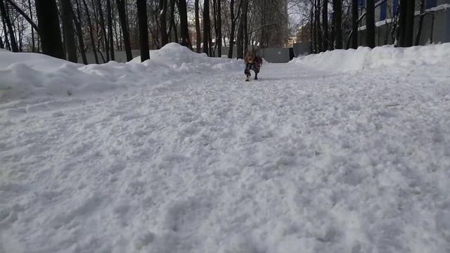 Весёлая прогулка с мячом/ потеря мяча в сугробе/увенча смотреть онлайн