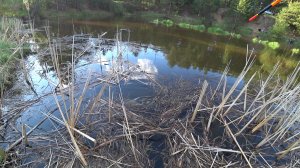 3 ЧАСА КАЙФА! ЛЕЩИ ГНУЛИ УДОЧКУ И ВЫПРЫГИВАЛИ ИЗ ВОДЫ! Рыбалка на поплавок на речке