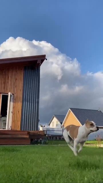 Энергетик Амстафф Юми #shortvideo #amstaff #pitbull #shorts #амстафф #прайд смотреть онлайн