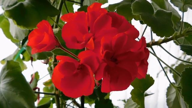 Красивые яркие цветы.