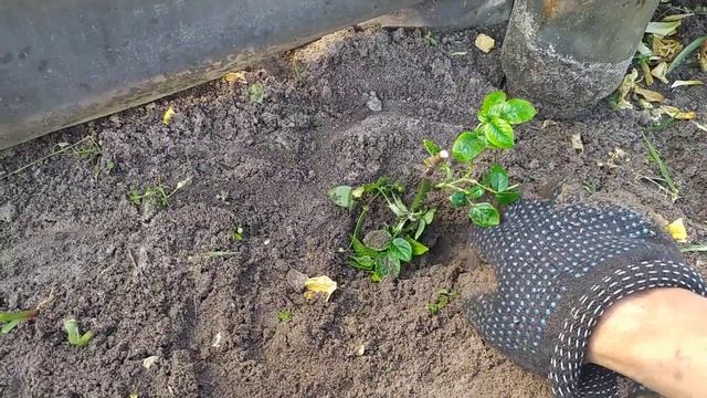 Размножение роз черенками Когда снимать укрытие над ? смотреть онлайн