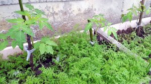 Высадка рассады томатов по всходам фацелии – увеличит урожай в несколько раз. Секреты ухода