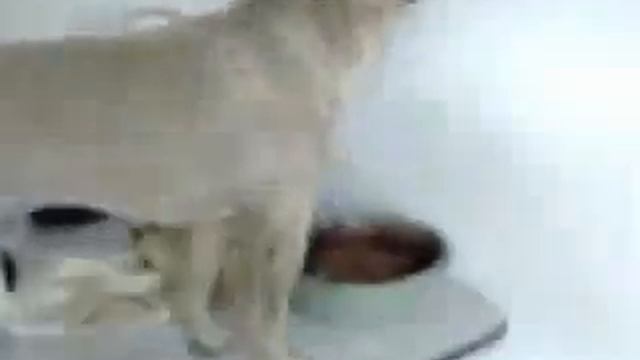 Собака думает что её хвост заберёт её еду смотреть онлайн