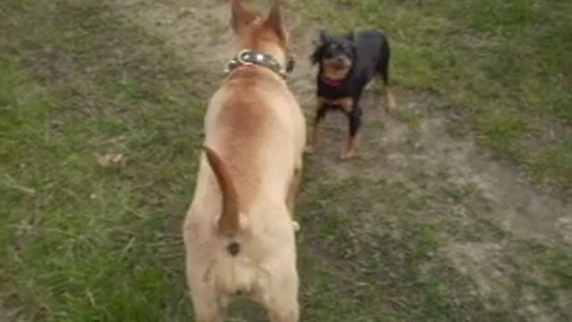 собачий бой/dogs fighting (прикол/joke).AVI смотреть онлайн