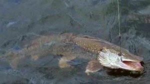 Лучшая поплавочная снасть на щуку