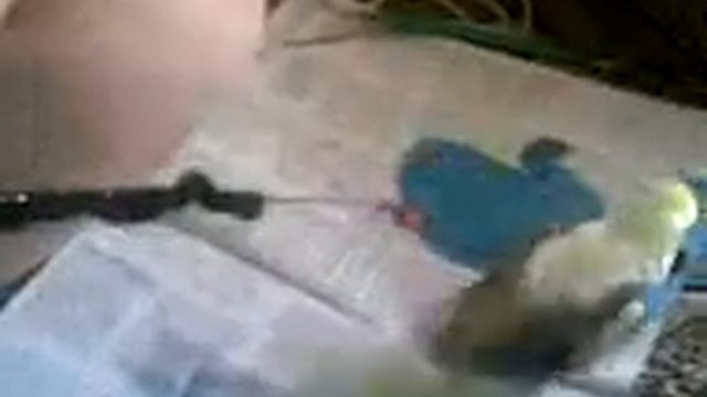 попугай помощник прикол смотреть онлайн