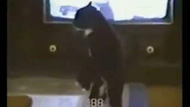 Таких приколов Вы еще не видели смотреть онлайн