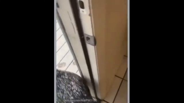 СМЕШНЫЕ ВИДЕО ПРО ЖИВОТНЫХ #3/360 СЕКУНД СМЕХА/2021 смотреть онлайн
