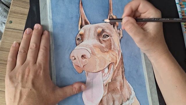 Как рисовать! Доберман акварелью и цветными карандаша смотреть онлайн
