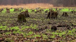 Прямой эфир из леса. Съемки новой серии Пиги и Степана