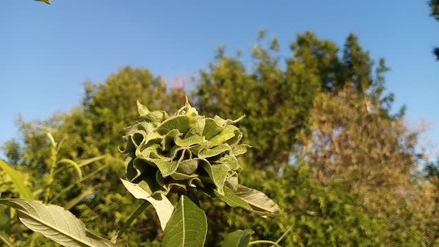 Дерево в Сибири на котором растут розы
