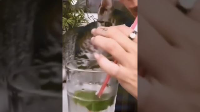 Лучшие смешные кошки и собачки 🐱 🐕 часть 3 смотреть онлайн