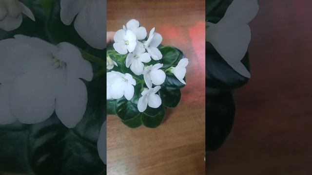 Белые фиалки в моей коллекции 💮💮💮💮💮💮💟💟💟💟💟