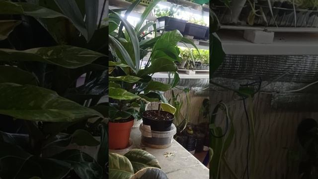 🌱 Черенкование фикуса ТЕНЕКЕ