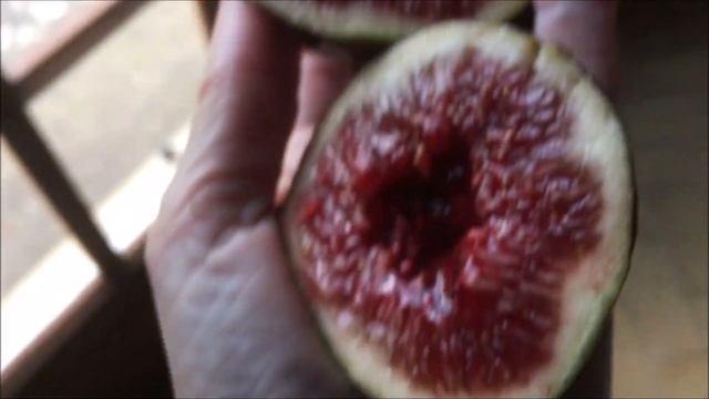 Ficus Carica. Figs. Grosse Rouge de Rochminier. Velvichio Neroforum. Ice Cristal. Инжир. Са? смотреть онлайн